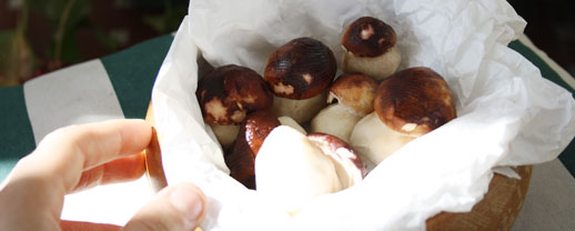 funghi della lunigiana